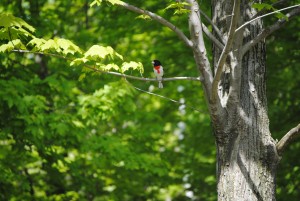 rose-breasted grosbeak